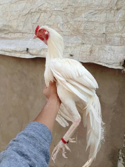 Heera Trio and Java Patha