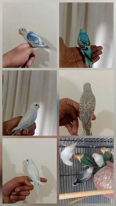 astrallian birds// love birds