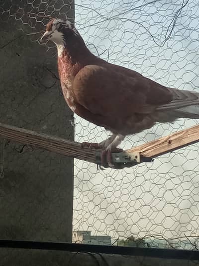 single fancy male pamoz breeder