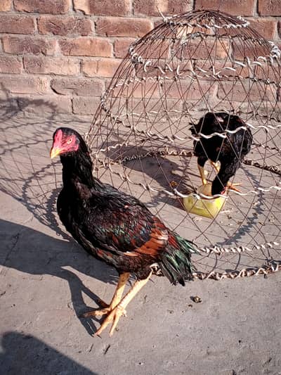 Mianwali high quality aseel