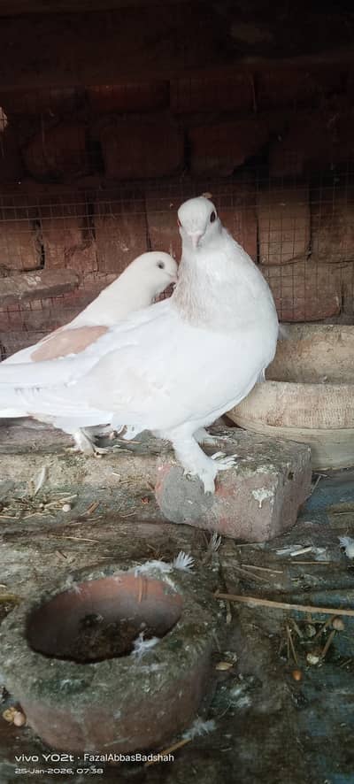 All pigeon are active and healthy