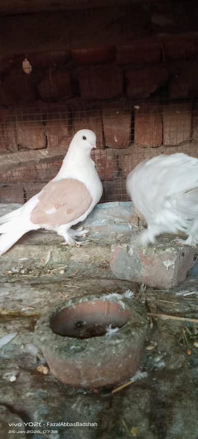 one pair Satenate, lakha cross, cross breed