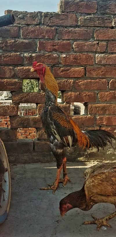 Shamo pair and trio set  and  sussex pair for sale