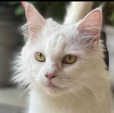 Persian cat for sale