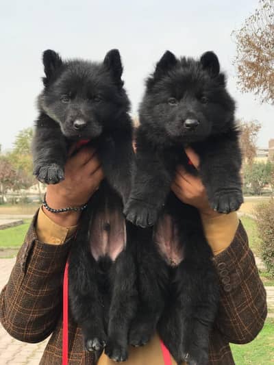Black German shepherd/ long coat / puppies available/ for sale