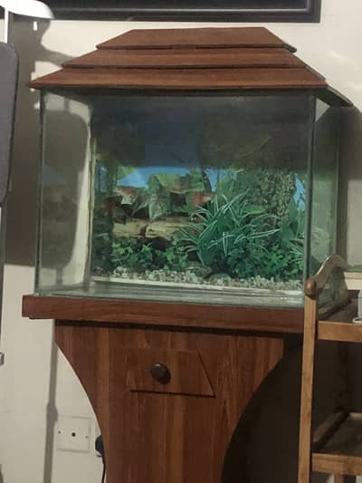 Aquarium fish with wooden stand