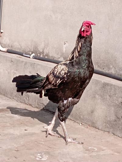 Aseel mianwali rooster/Murga for sale.