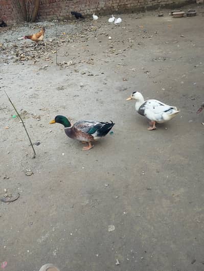 2 male duck sale healthy and active