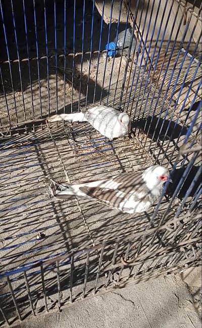 pied dove pair
