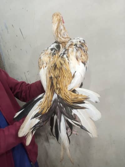 morgi jageri morga Sindhi jageri ki cross Mai patha hai