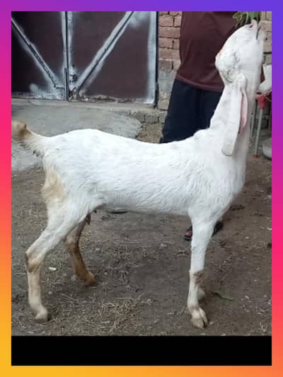 2 goat  for sale in Gujranwala only whatsapp 03188305150