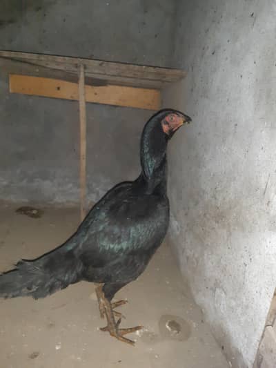 Aseel murgi for Sale