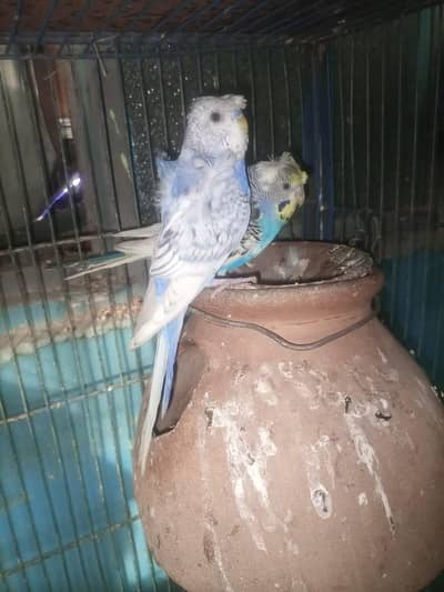 Hogoromo , finches  breader