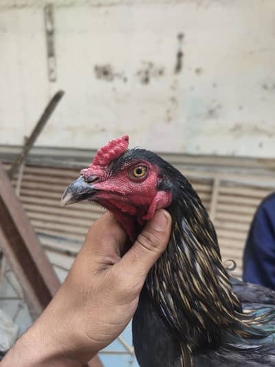 Thai and lasani cross