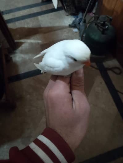 hand tame parrot