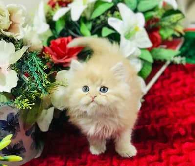 Persian kitten