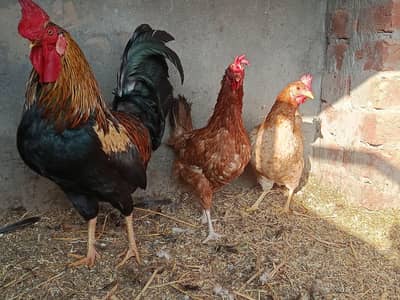 Pure Golden Misri Hens and Rooster\ Exclusive Pair 2 hens 1 Rooster