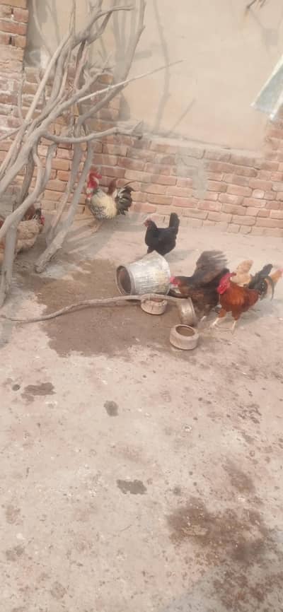 Morgay and Morgiyan  for sale.