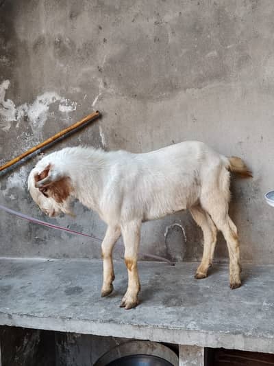 Goat | Bkra | Teda Bkra | Teda Goat | bkra | gpat for sale