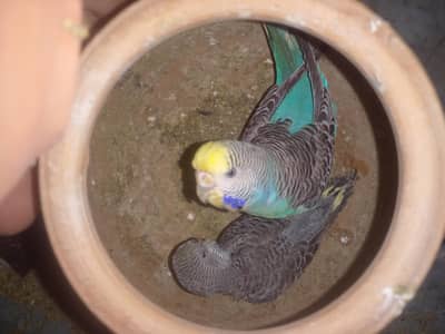 java . diamond dove budgies for sale