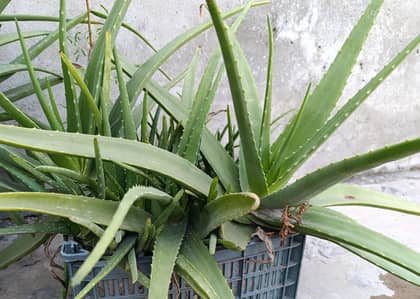 Aloe Vera Plant