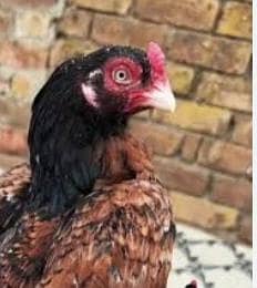 Zero size Aseel Required