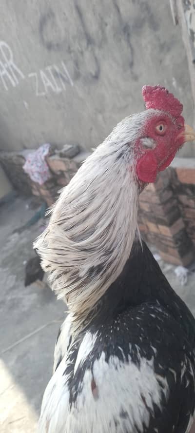 High quality java  breeder pair