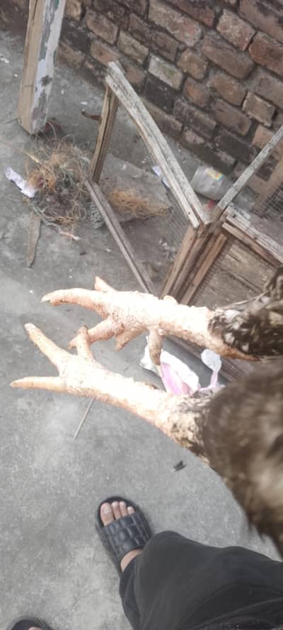 High quality java  breeder pair