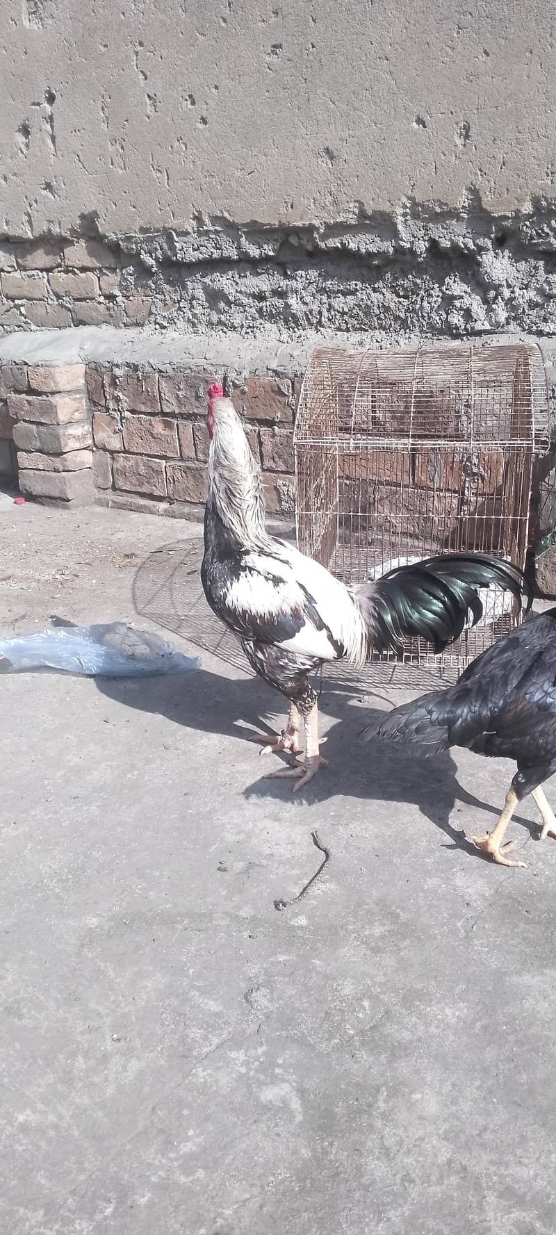 High quality java  breeder pair 12