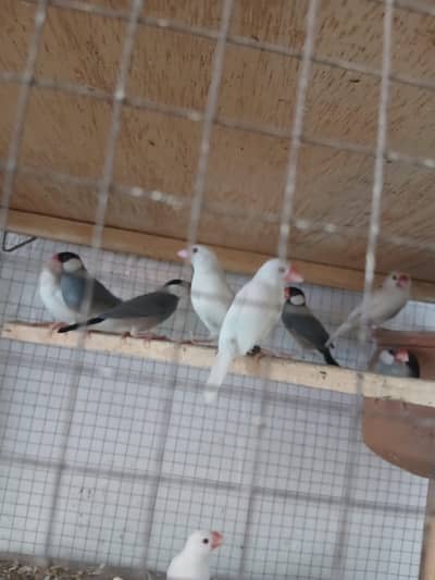 while and black finch  beard pair