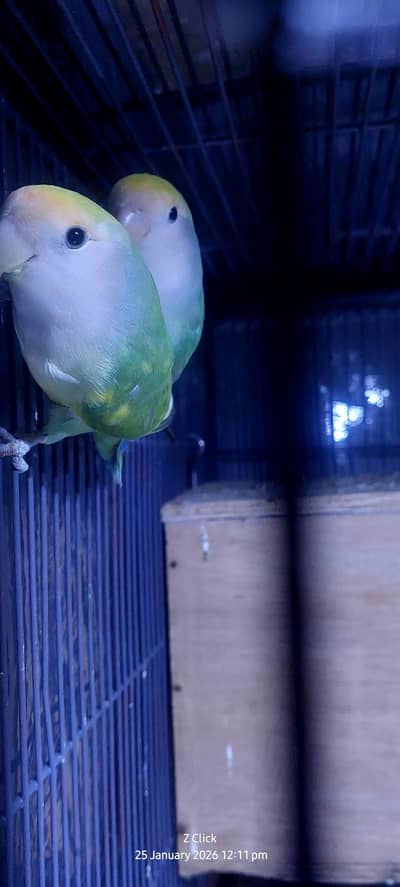 Peach Face Lovebirds Green / Light Face mutation