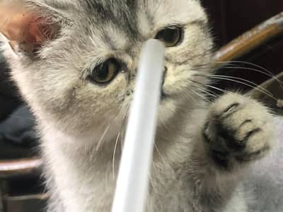 scottish fold british short hair