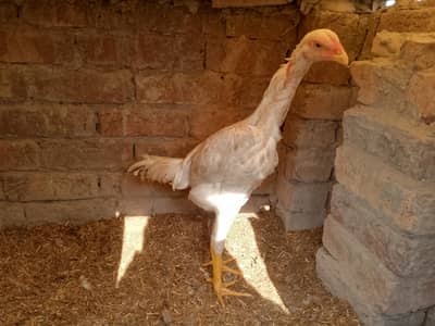 White Shamo Patha for sale