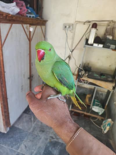 porret for sale WhatsApp nbr 03478196276