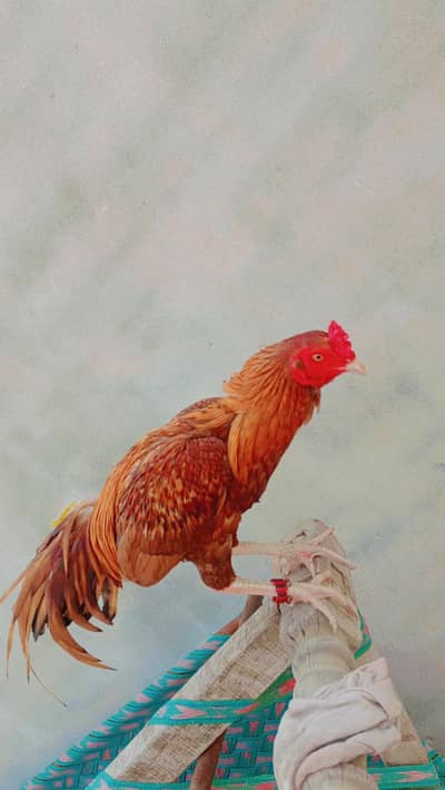 Aseel Murga for sale,