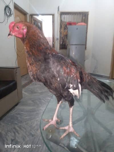 1 murga 2 murgiya hy aseel hy full active and healthy hy