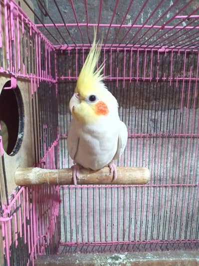 cocktail red eyes breeder pair