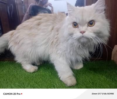 White Doll Face Full Persian Female Cat 