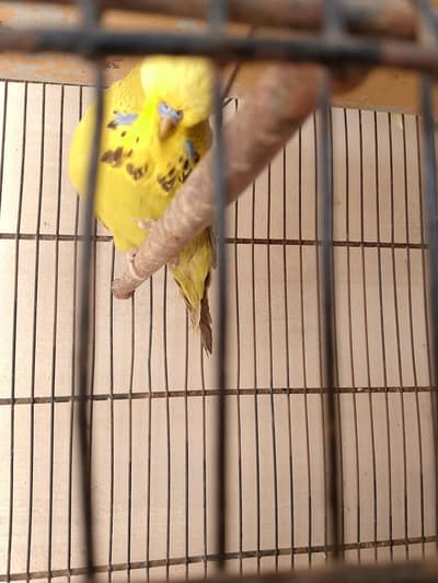 exhibition male jumbo size