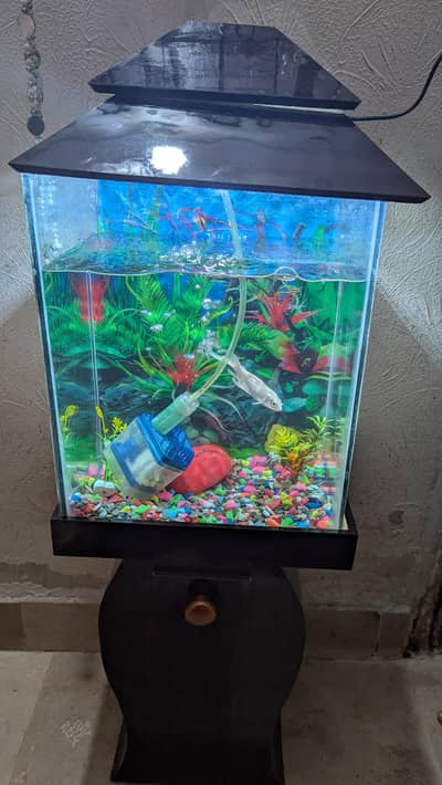 Aquarium and Gold fish for sell urgently