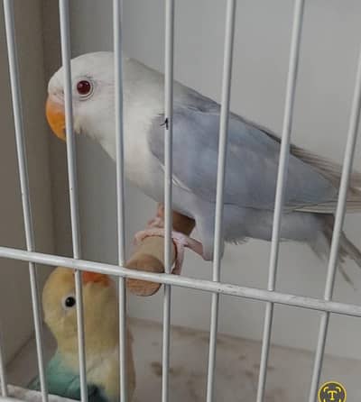 parblue op/pale fellow × voilet op pale fellow