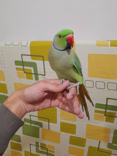Hand tamed ring neck parrot