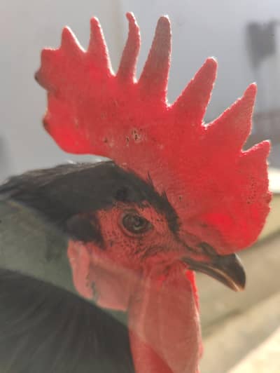 astrolops commercial breed in high quality at low price. 03210139999