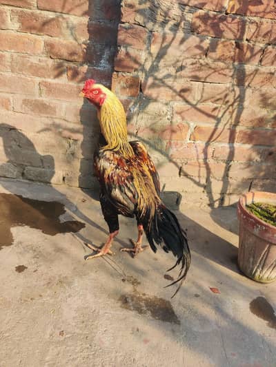 shamo cross shindi full and final 8k only interested people contact