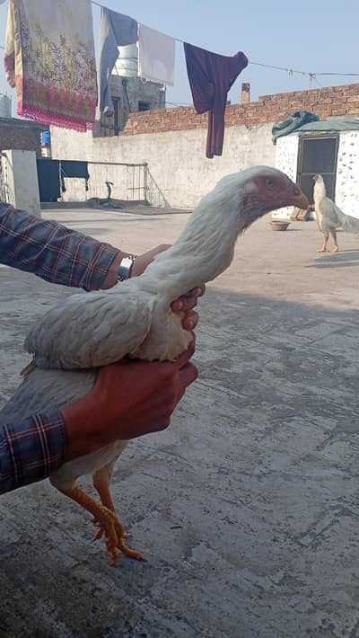 paper white shamo cross