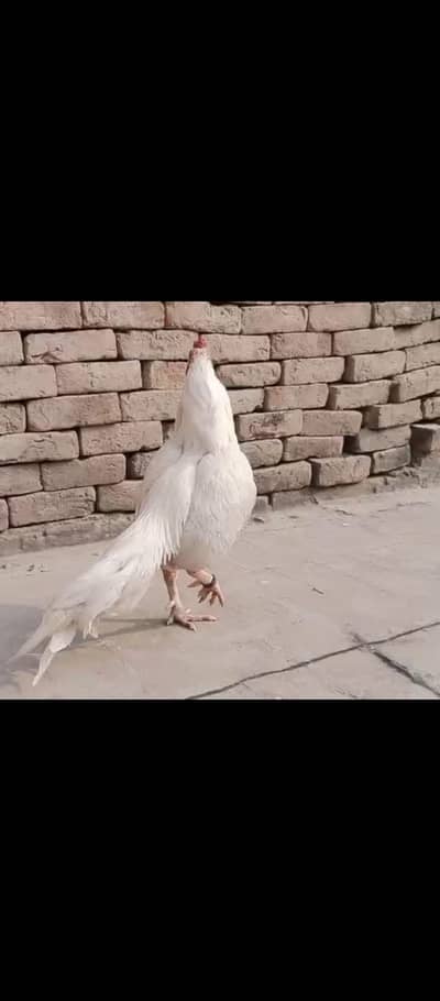 pure mian wali paper white Heera aseel male