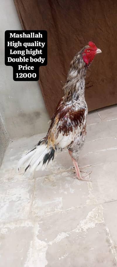 only call WhatsApp number ASEEL murga