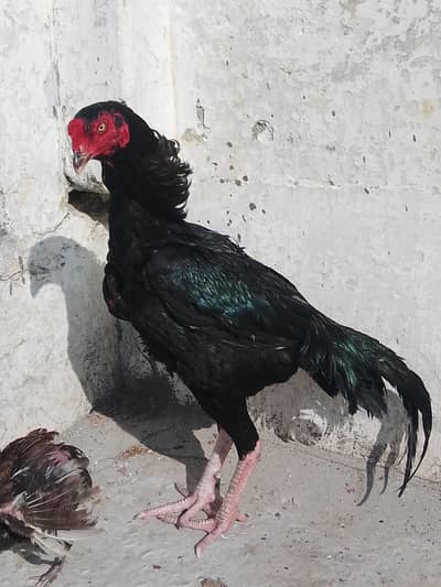 Top quality Mushka Patha