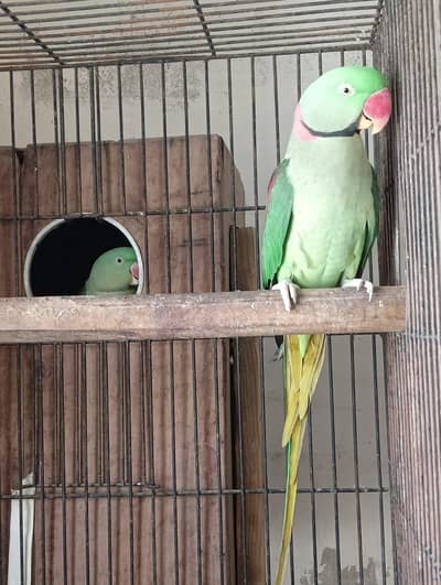 Pahari Parrot Breeding Pair Alexander Alexandrine