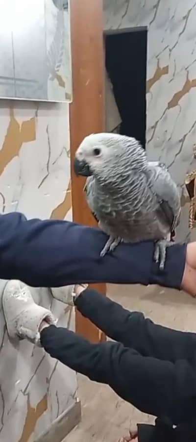 African Gary Parrot Health Active For Sale Lahore/92/316 4755074